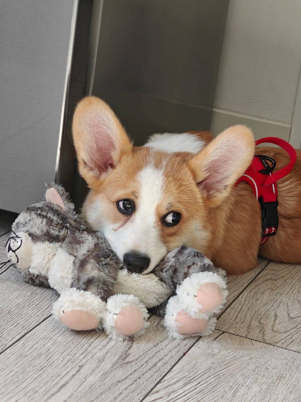 Corgi kutsikas lamamas põrandal pehme mänguasjaga
