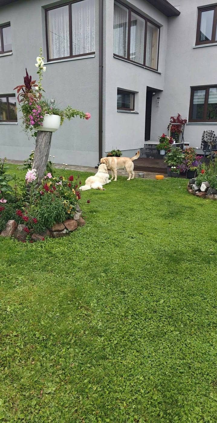 Kaks heledat koera seismas maja välistrepi juures murul, ees lillepeenar ja rippuv lillekorv