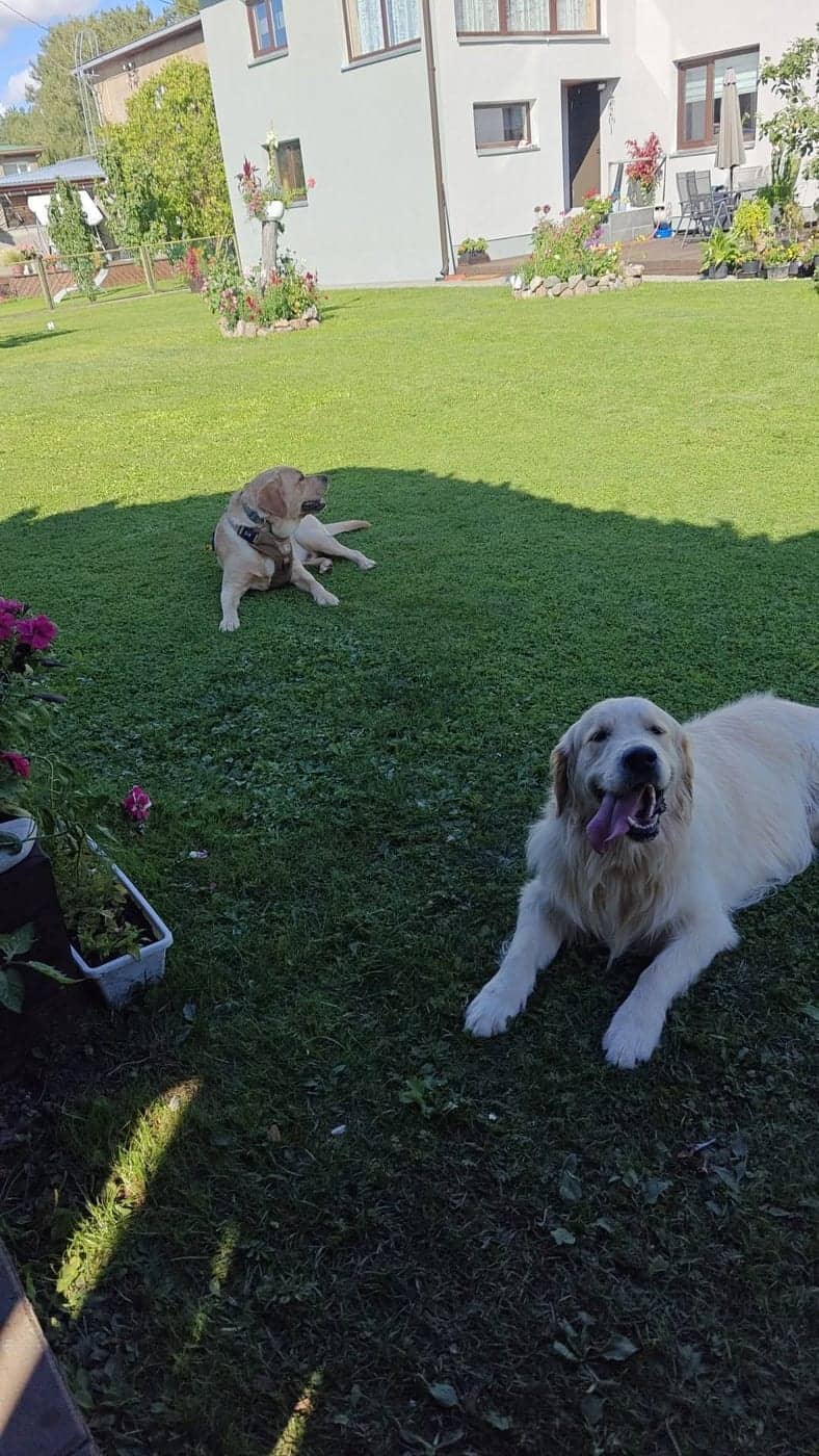 Kuldne retriiver ja kollane labrador lamamas murul üksteisest paari meetri kaugusel, taustal maja ja terrass