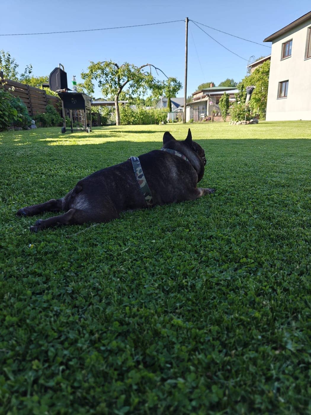 Prantsuse buldog lamamas piiratud aiaga murul, taustal maja