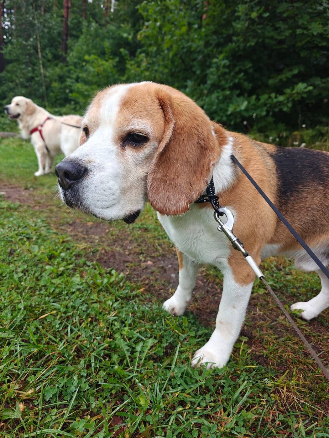 Beagle rihma otsas metsateel, taustal punastes traksides kuldne retriiver