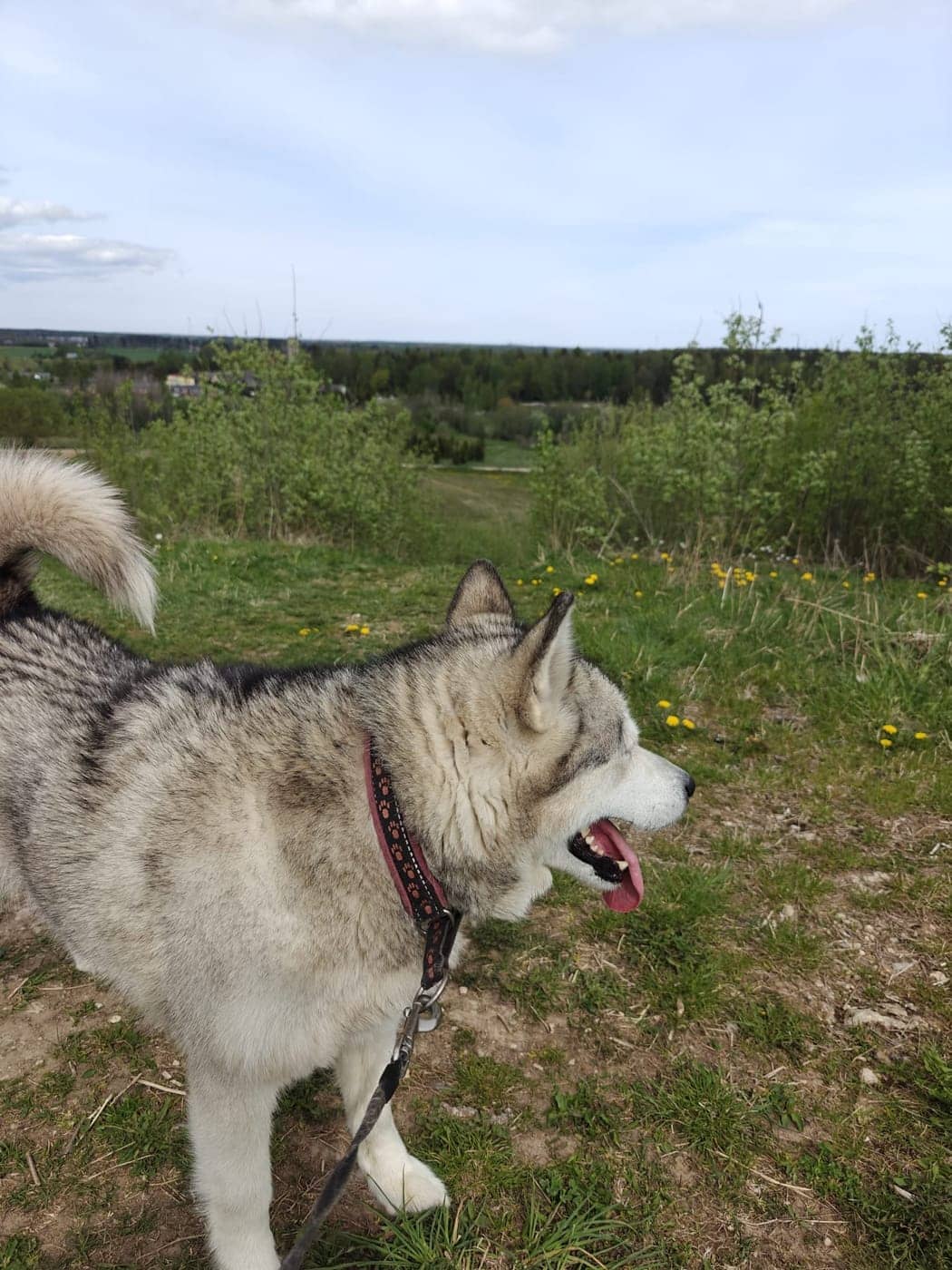 Malamuut rihma otsas jalutuskäigul kõrgendikul, taustal avatud maastik
