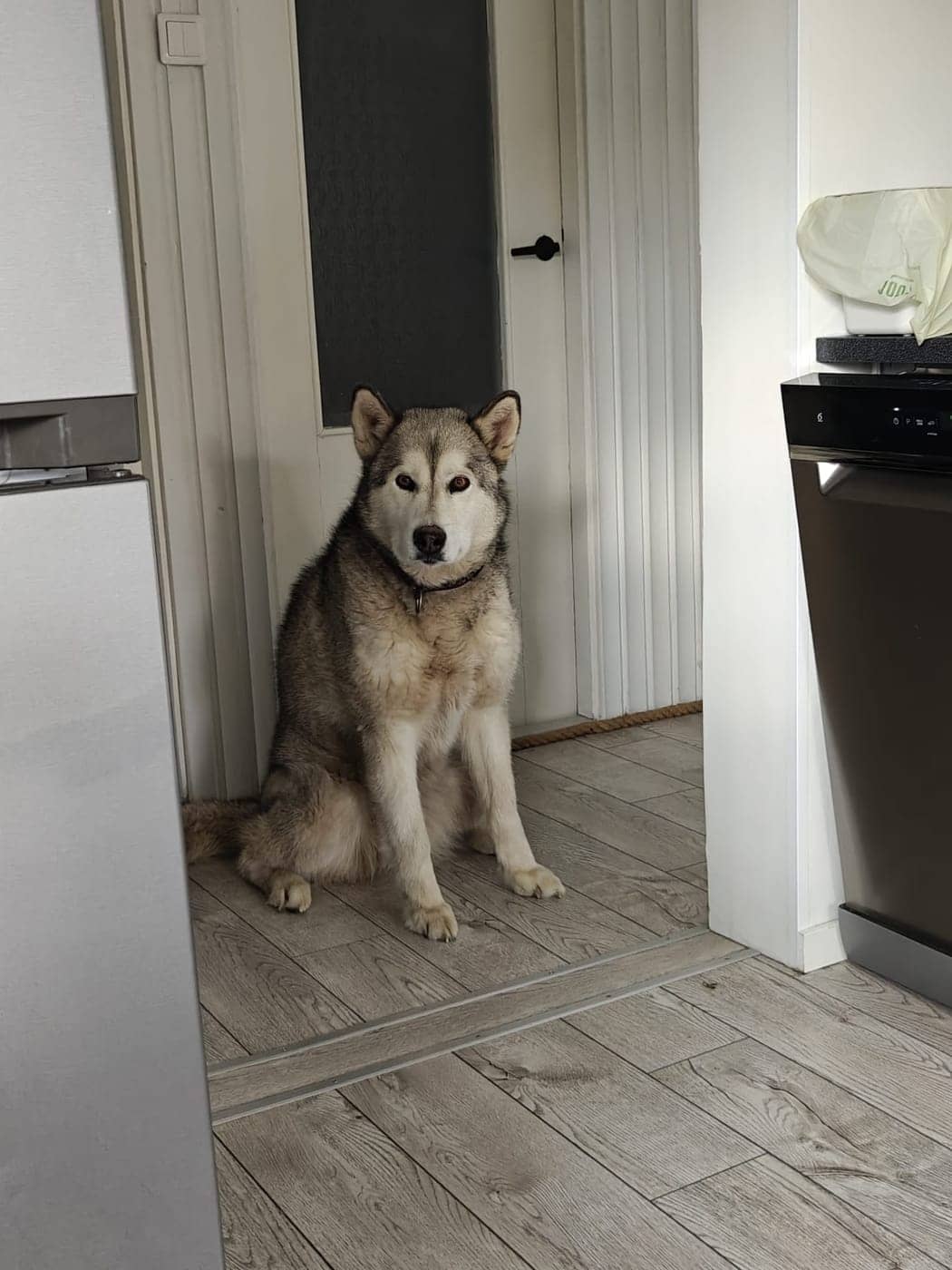 Alaska malamuut istumas köögi ukseavas