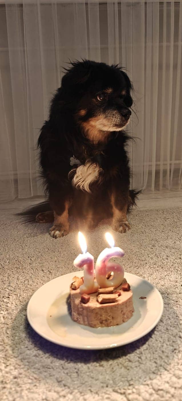 Meie oma must-pruun koer istumas oma 16. sünnipäeva tordi juures