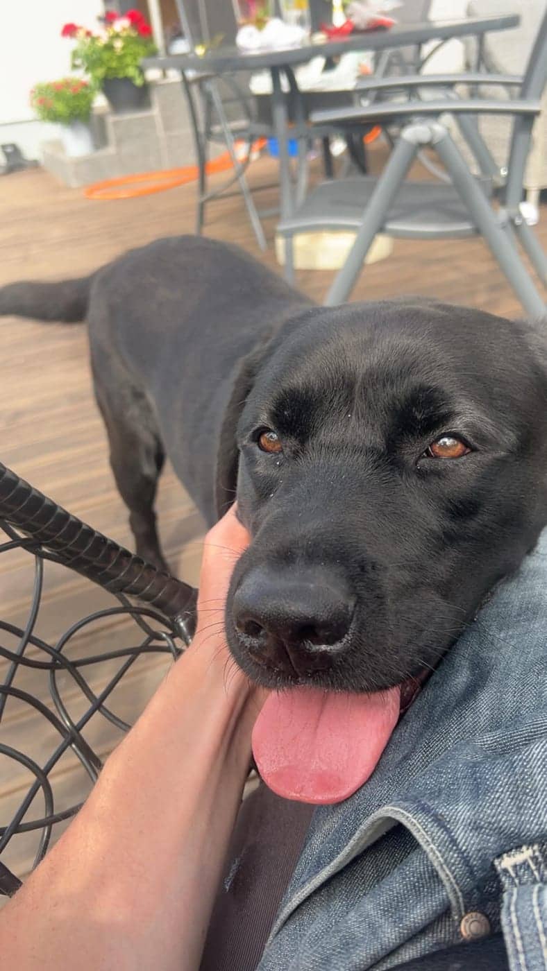 Must labrador toetamas pead istuva inimese põlvele terrassil