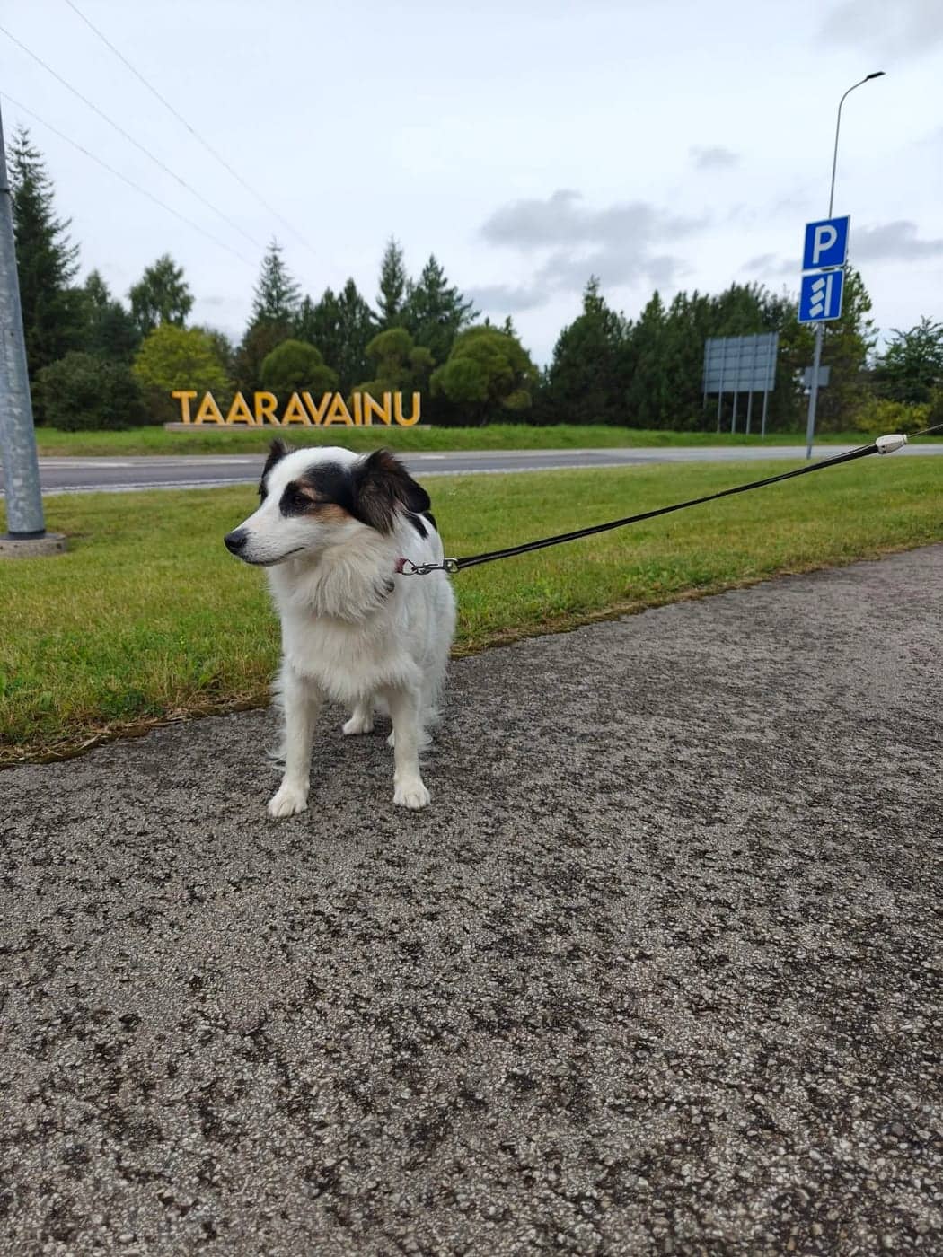 Väike must-valge koer rihma otsas kõnniteel, taustal Taaravainu silt ja teerist